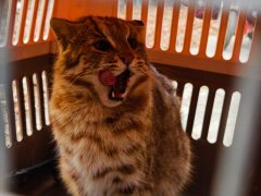 组建救援专班携带断线钳